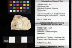 Foto (Objket + Etiketten) von Mundopsidae indet. 